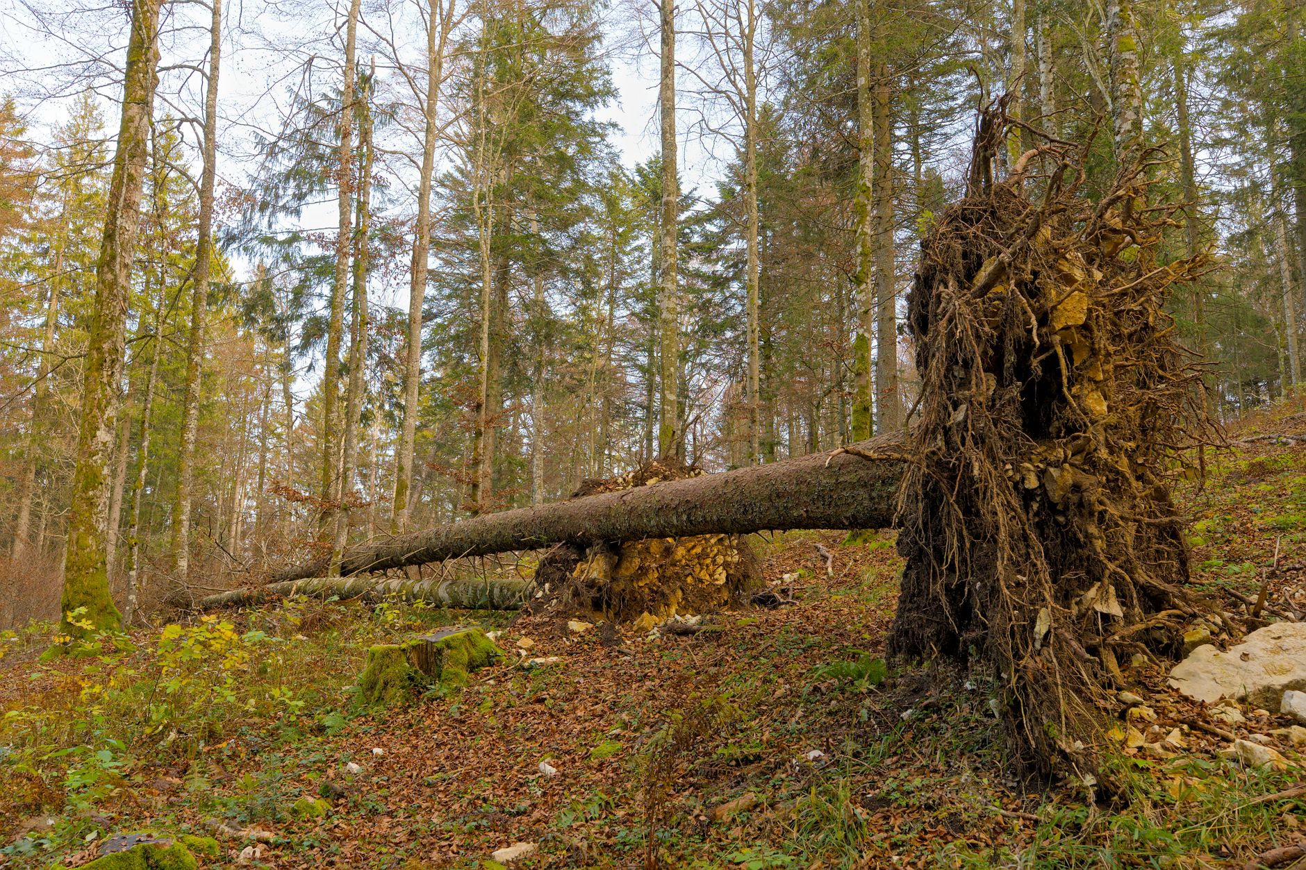 Enlèvement arbre urgence à Cergy